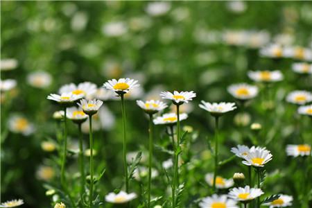 白晶菊開(kāi)花注意要點(diǎn)