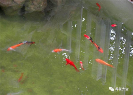 煮雞蛋水、養(yǎng)魚水