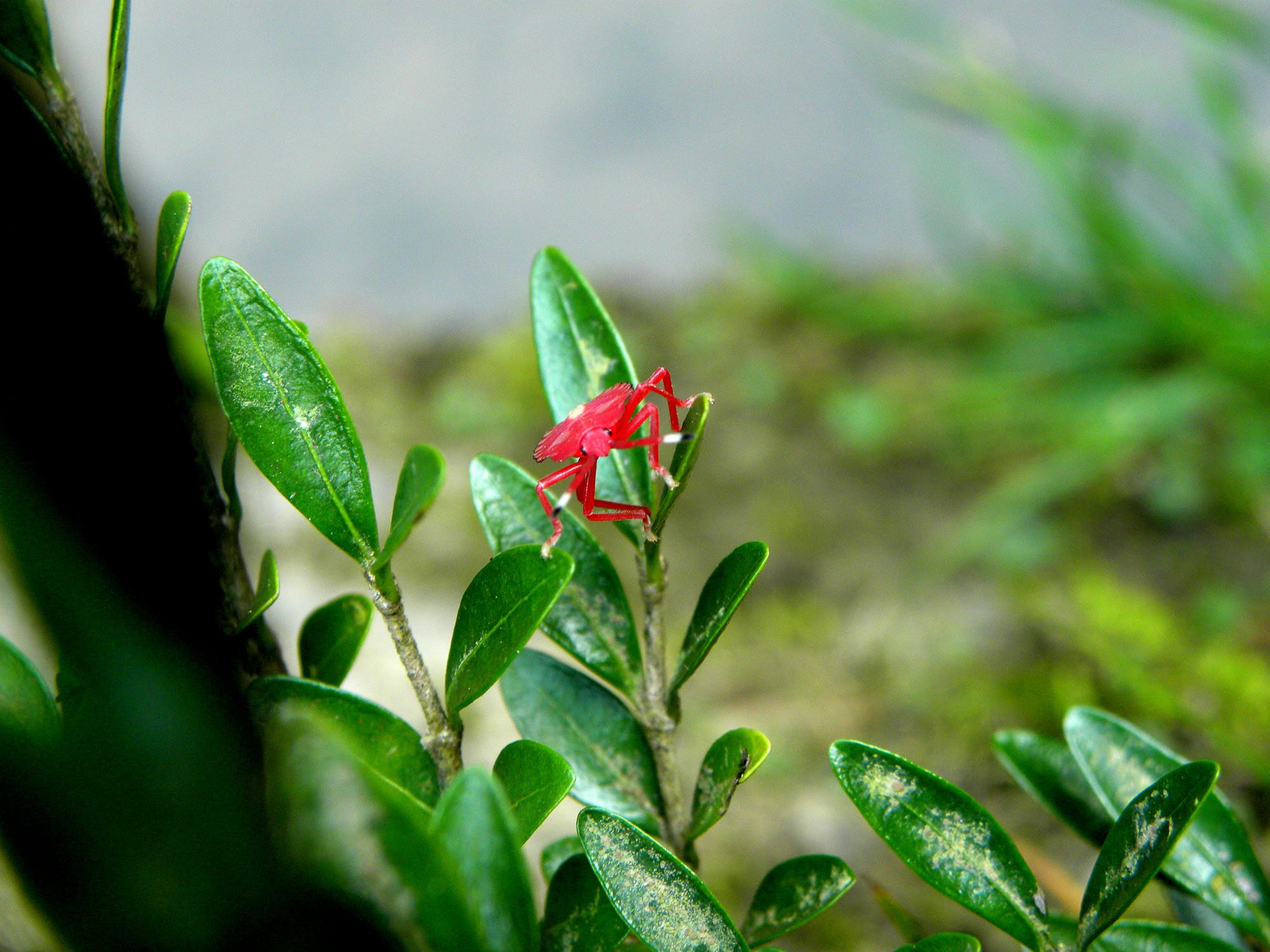 鴨腳木紅蜘蛛、薊馬