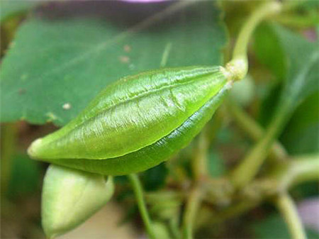 鳳仙花為什么要采種