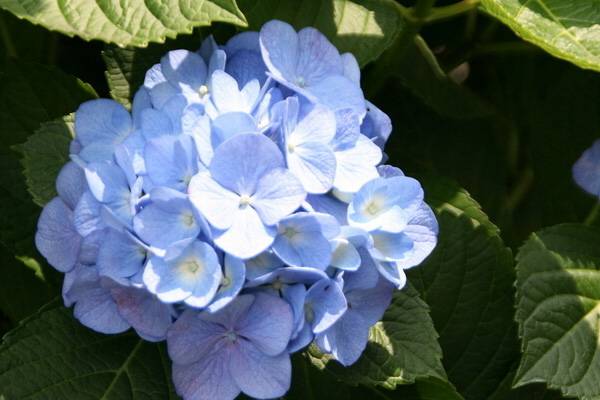 八仙花（繡球花）蟲(chóng)害防治