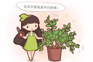 春天花卉這樣剪，2個月后花滿枝頭