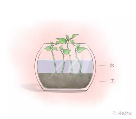 綠蘿枝條豎直插入底部的土壤中