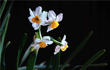 水仙花花期的延長方法