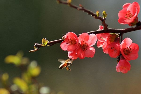 怎樣讓梅花春節(jié)開花