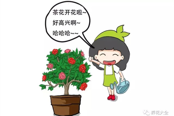 茶花養(yǎng)護(hù)大揭秘，過(guò)年買(mǎi)的茶花就這么養(yǎng)