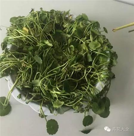 銅錢草旱死