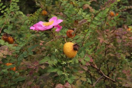 繅絲花修剪好處