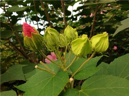 木芙蓉播種圖