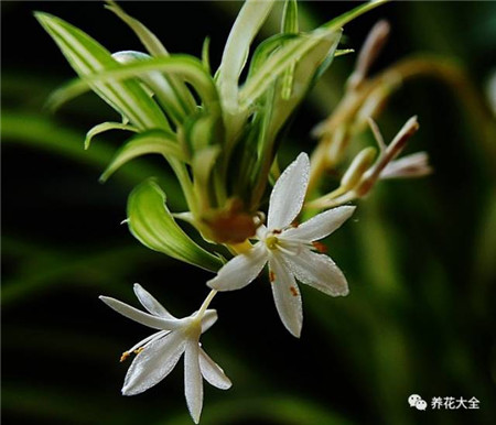 吊蘭開(kāi)花