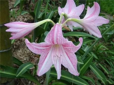 朱頂紅花朵