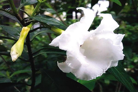 狗牙花扦插后的養(yǎng)護(hù)