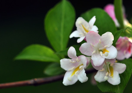 錦帶花栽植修剪