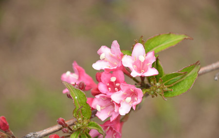 錦帶花養(yǎng)護修剪