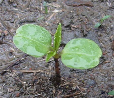 鳳仙花怎么換盆定植