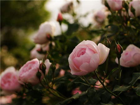 薔薇花室內(nèi)室外澆水又差異