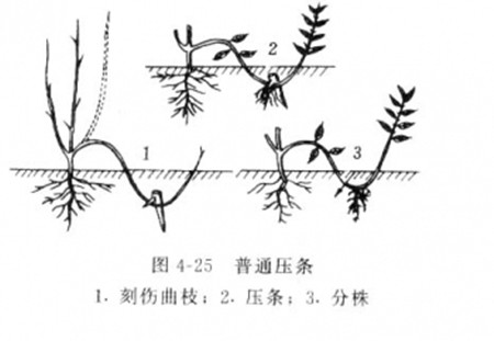 木蘭壓條