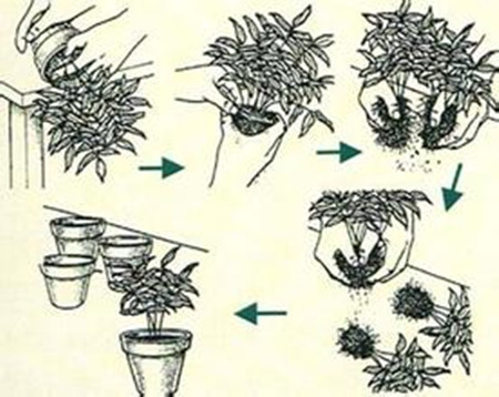 木蘭分株