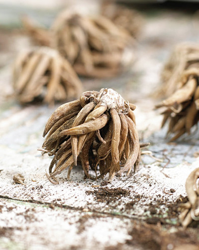 花毛茛吸水階段