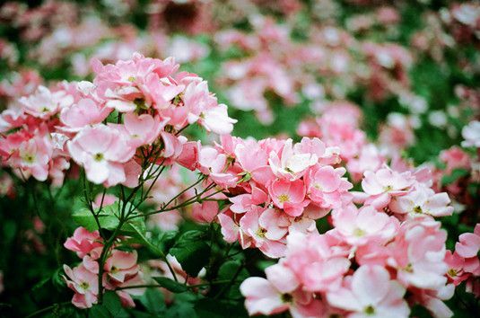 春季，花卉何時(shí)適合出室？