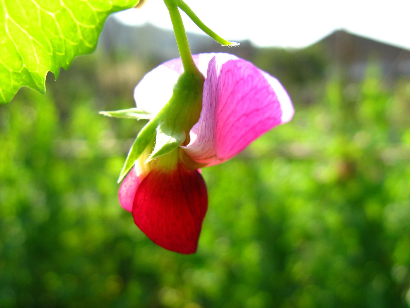 秋季，花卉該怎樣施肥？