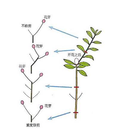 杜鵑花的花芽生長