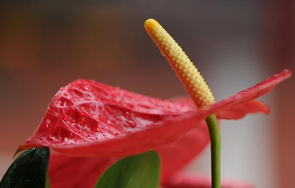 紅掌的夏季養(yǎng)護方法