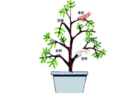 梔子花扭梢、折梢、擰枝與拿枝