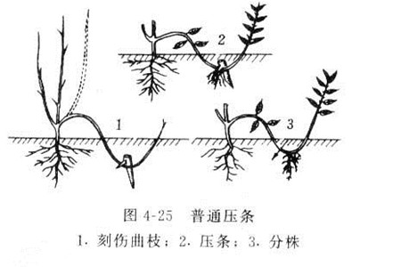 壓條步驟