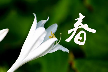 玉簪花春季養(yǎng)護(hù)