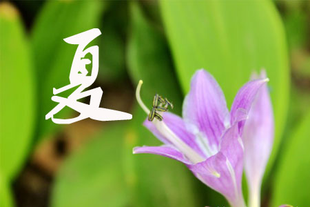 玉簪花的夏季養(yǎng)護(hù)