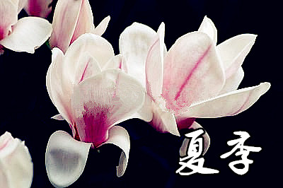 白蘭花夏季養(yǎng)護