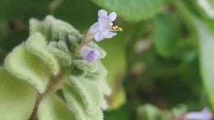 碰碰香怎樣開(kāi)花