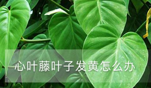 心葉藤葉子發(fā)黃怎么辦 黃葉枯萎的原因及補(bǔ)救辦法