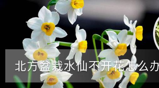 北方盆栽水仙不開(kāi)花怎么辦