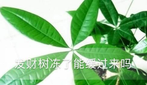 發(fā)財樹凍了能緩過來嗎，凍了怎么澆水