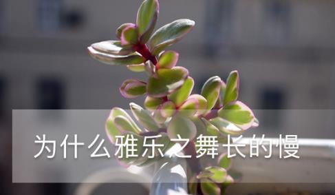 為什么雅樂(lè)之舞長(zhǎng)的慢，生長(zhǎng)季是什么