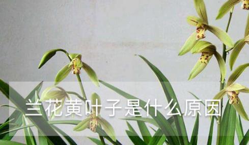 蘭花黃葉子是什么原因