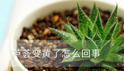 蘆薈變黃了怎么回事 黃葉枯萎的原因及補救辦法