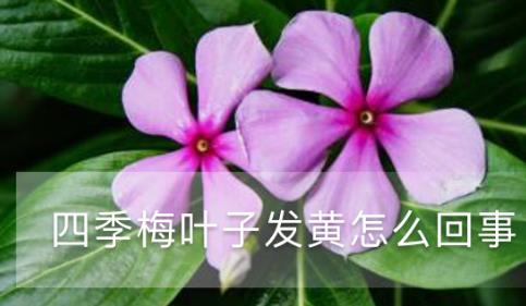 四季梅葉子發(fā)黃怎么回事