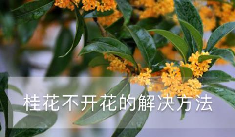 桂花不開花的解決方法