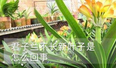 君子蘭不長(zhǎng)新葉子是怎么回事