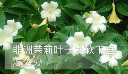 非洲茉莉葉子發(fā)軟下垂怎么辦