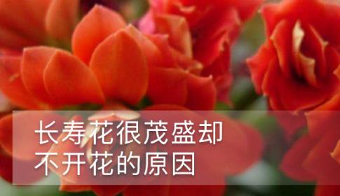 長(zhǎng)壽花很茂盛卻不開(kāi)花的原因