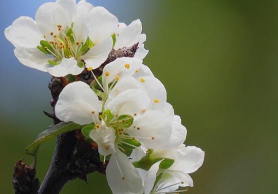 如何判斷自己是不是花粉過(guò)敏？花粉過(guò)敏了怎么辦？