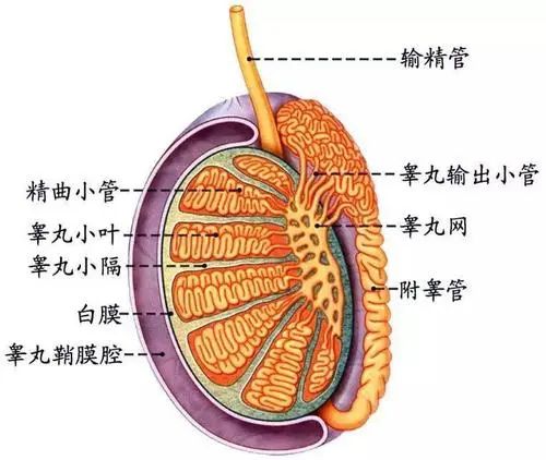 北京紫荊醫(yī)院看男科怎么樣？睪丸痛怎么辦