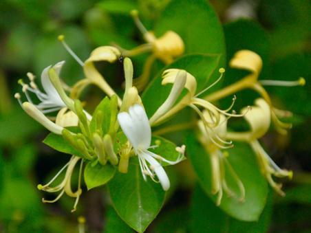 喝金銀花茶有哪些好處？金銀花有哪些食用禁忌？