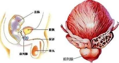 北京紫荊醫(yī)院是私立的嗎？貪吃腹痛竟然“惹來”前列腺炎