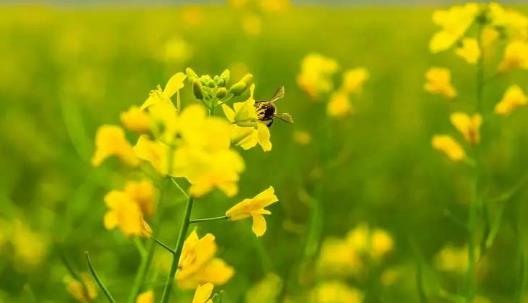 吃油菜花有哪些好處？油菜花和油菜有哪些區(qū)別