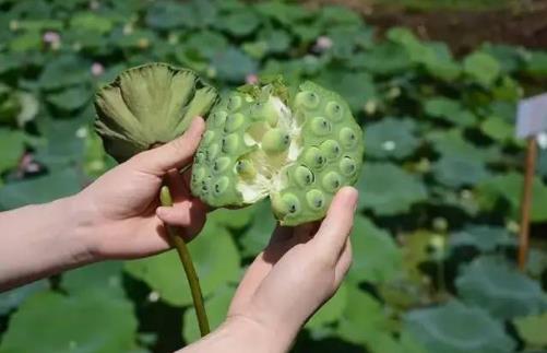 吃蓮子有哪些好處？新鮮蓮子怎么吃好